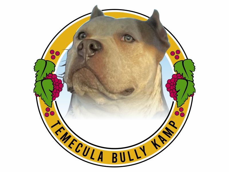 Temecula bully kamp logo design by qqdesigns